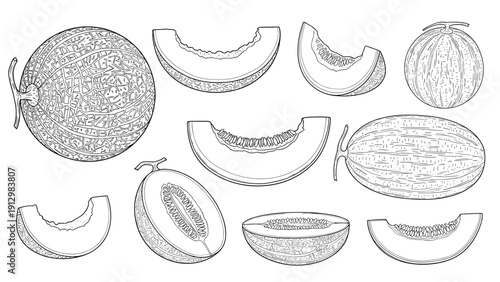 A set of hand-drawn melon illustrations in a vintage engraving style, featuring whole fruits, halves, and various slices for design.