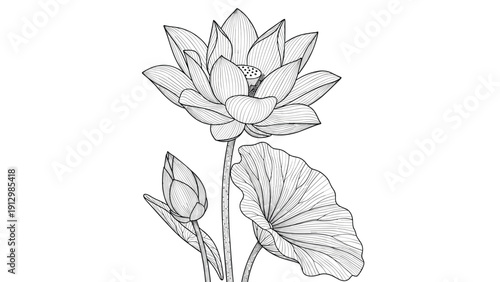 Detailed black and white engraving style illustration captures the beauty of a fully bloomed lotus flower, a closed bud, and a large leaf.