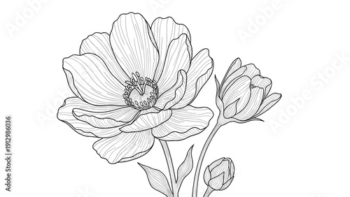 Exquisite black and white line art drawing of a large blooming flower with two developing buds on its leafy stem.
