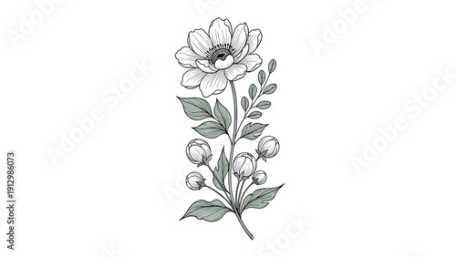 Vertical botanical illustration featuring a single large blooming flower and several small buds on a green leafy stem.