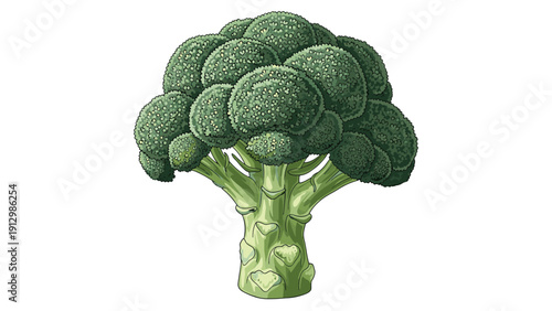 Healthy head of fresh green broccoli with its thick stalk and florets in a detailed vegetable illustration on white.