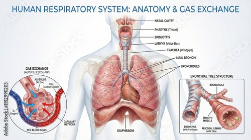 Detailed Anatomy of Human Respiratory System and Gas Exchange Process