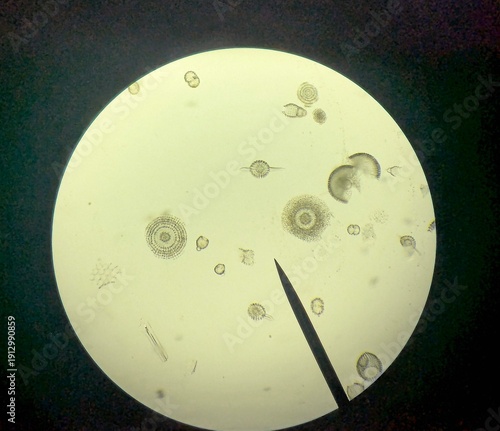 Fotografie Light micrograph of radiolaria, unicellular eukaryotic zooplankton found worldwide