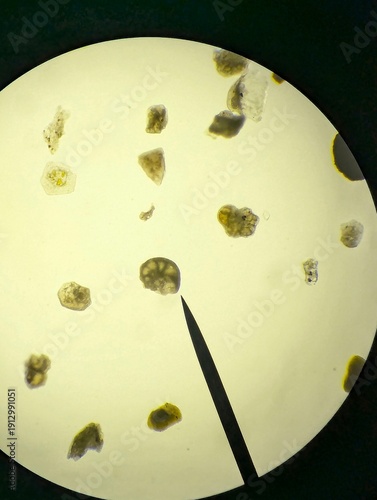 Fotografie Light micrographs of foraminifera, unicellular protists with diverse shell-like tests