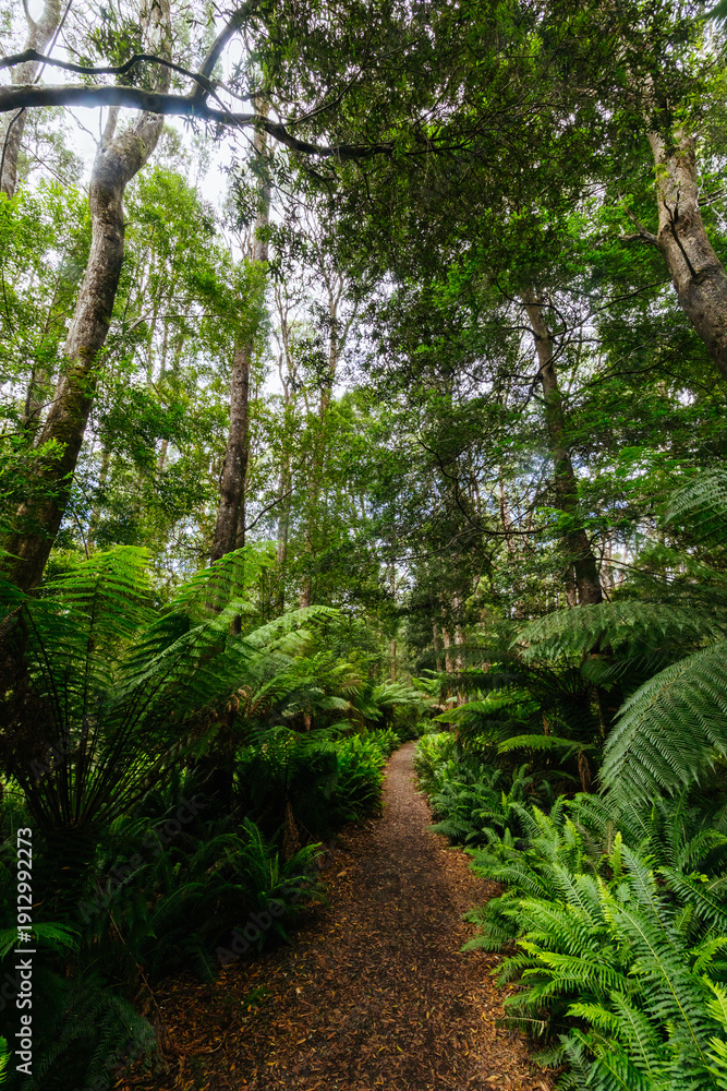 Fototapeta premium Hogarth Falls near Strahan in Tasmania Australia