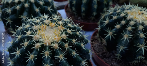 A horizontal photo featuring a collection of Echinocactus grusonii cacti in terracotta pots. The vibrant green color and distinct spines highlight their unique beauty.