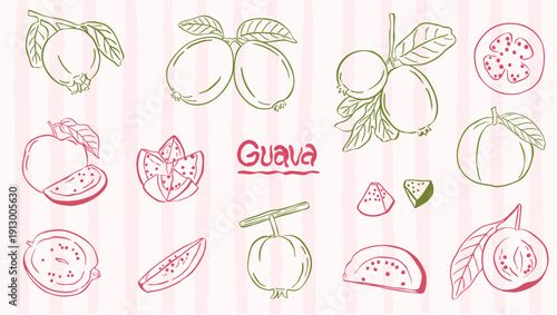Guava fruits drawing sketch illustration collection set