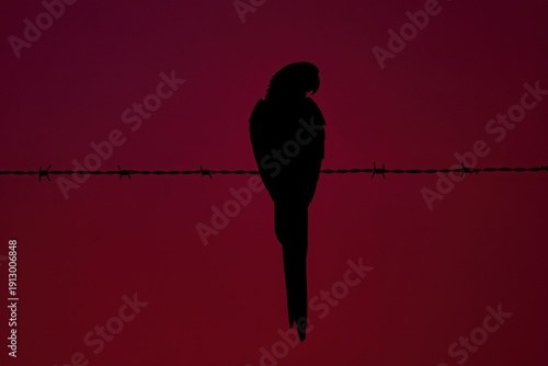 Silhouette of a bird perched against a vibrant sunset backdrop