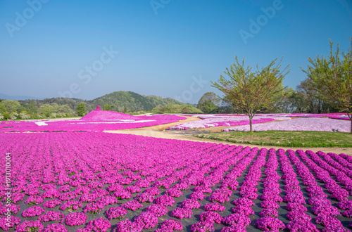 Wallpaper Mural 日本の広島にある世羅町にある花夢の里の芝桜 Torontodigital.ca
