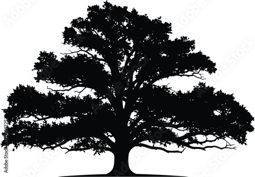 Detailed vector silhouette of a mature oak tree with expansive branches and dense foliage, ideal for nature-themed branding or environmental design projects. isolated PNG with Transparent
