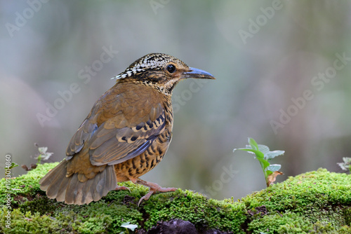 chocolate color bird jump on fresh green moss duirng its daily foraging, female eared pitta, Hydrornis phayrei