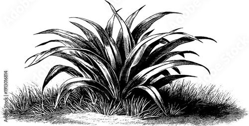 Vintage botanical engraving of fodder grass - agricultural crop design for print and decor