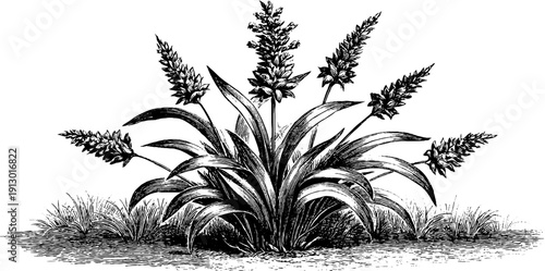 Vintage botanical engraving of fodder grass for agricultural crop design