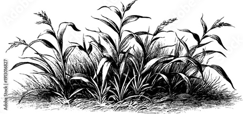 Vintage botanical engraving of fodder grass agricultural crop for print design
