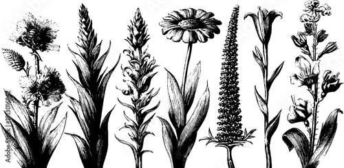 Vintage botanical study of flowering stems for design projects