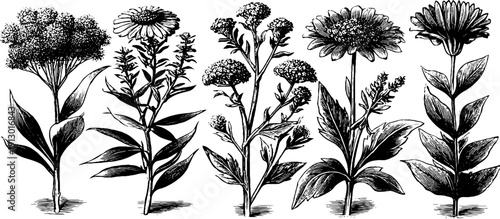 Vintage botanical study of flowering stems - retro nature sketch for design