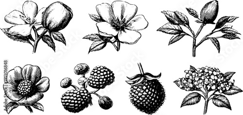 Vintage botanical flower bundle engraving - reference plate for design and education