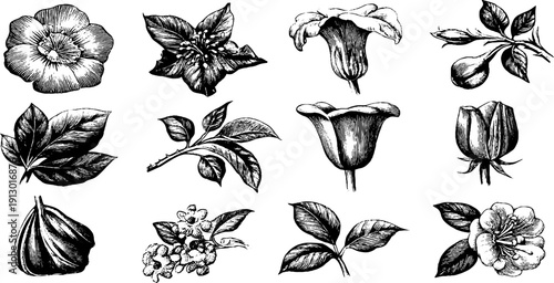 Vintage botanical flower bundle illustration for botanical identification
