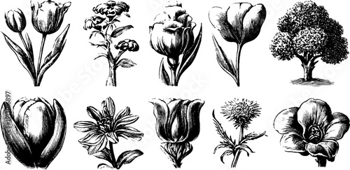 Vintage botanical flower bundle sketch for identification and design