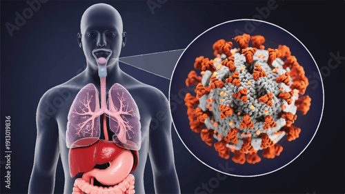 A medical illustration showing a transparent human torso with internal organs visible, against a dark background (2)_traced