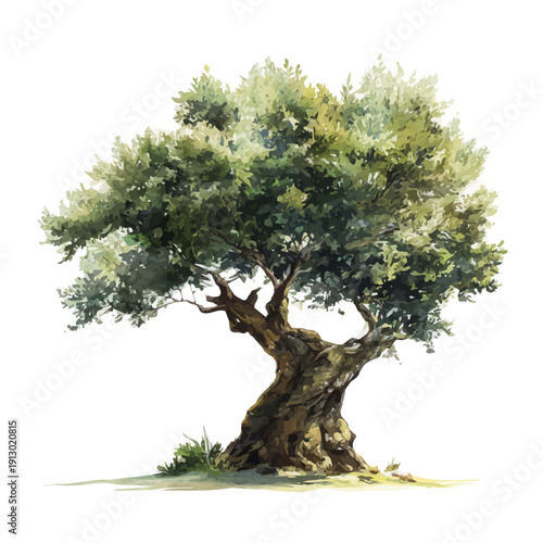 watercolor vector of Olive Tree, isolated on a white background.