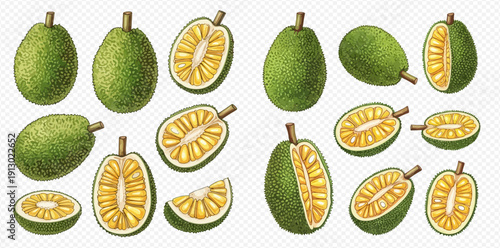 Set of hand-drawn green bael fruits, whole and sliced, with textured details.