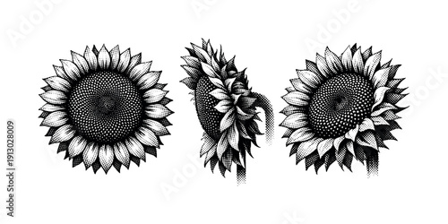 Black and white halftone botanical art sunflower head A sunflower head is depicted as a single object shown from three different views: front