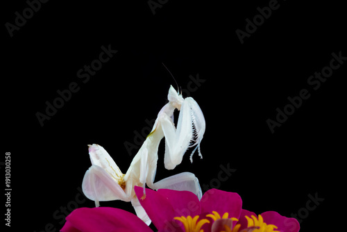 an orchid mantis is standing on a red flower with a black background.	
