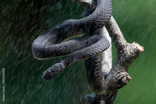 the mangrove pit viper snake with its aggressiveness