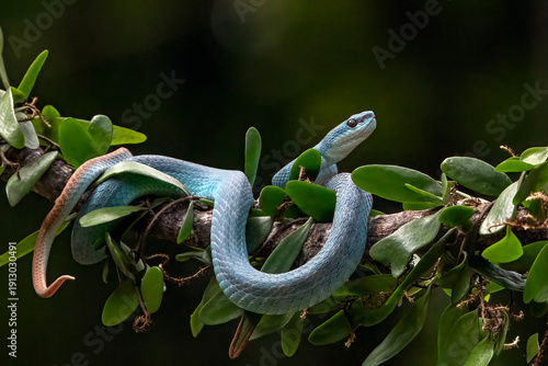 blue pit viper in attack position, waiting for a moment