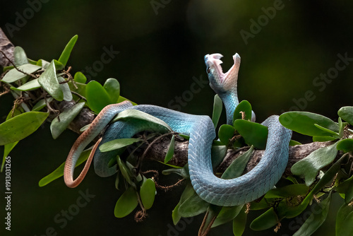 blue pit viper in attack position, waiting for a moment