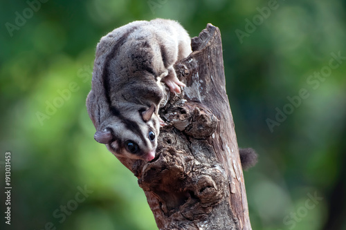 close up of a sugar glider in a tree