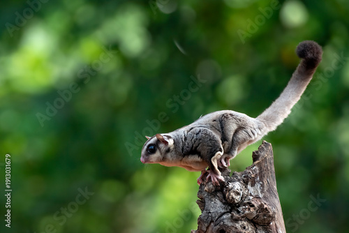 close up of a sugar glider in a tree