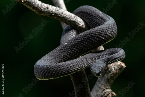 the mangrove pit viper snake with its aggressiveness