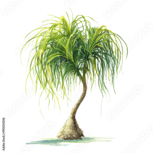 Ponytail Palm, watercolor drawing vector, isolated on a white background.