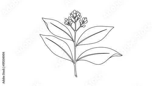 Botanical line art drawing of a clove plant branch with leaves and flower buds isolated on a white background for herbal design.