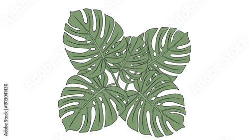 Group of lush green monstera deliciosa leaves with their characteristic holes illustrated in a detailed and natural style.