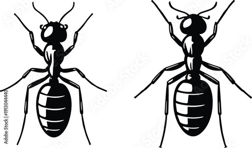 Two ant illustrations with different segmented abdomen vector design, insect anatomy symbol for biology, science, pest control, educational icon
