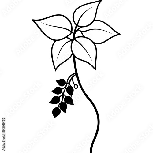 Dolichos Biflorus Vine with Blossoms - Horse Gram Vector