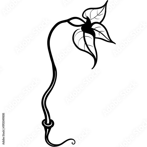 Bushman's Pipe Vine (Ceropegia ampliata) Climbing Vector Illustration