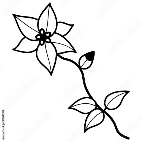 Hoya Carnosa Wax Flower Vine - Elegant Climbing Botanical Illustration