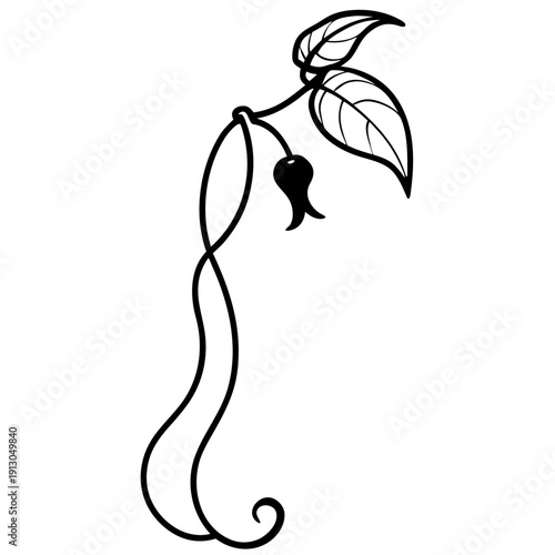 Bushman's Pipe Vine (Ceropegia ampliata) Climbing Vector Art