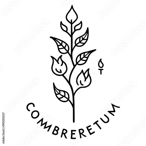 Combretum Microphyllum Flame Creeper Vine Botanical Art