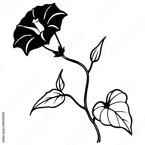 Blue Rock Bindweed Flowers on Climbing Vine