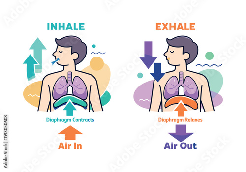   Breathing mechanics. A simplified torso showing diaphragm movement, arrows indicating inhale