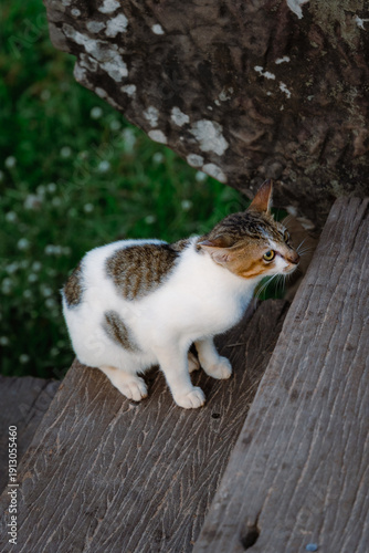 cat on stairs