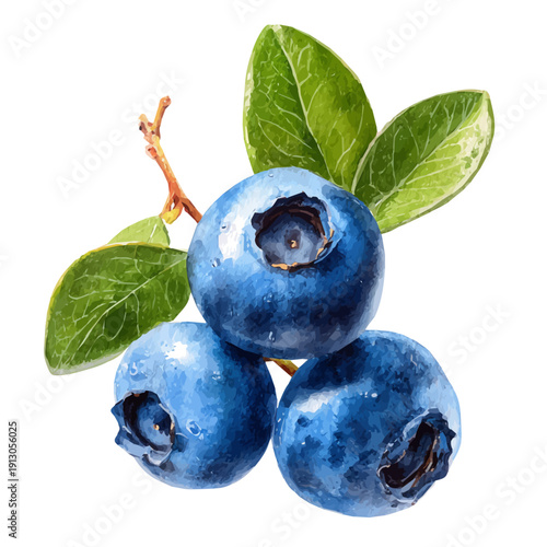 Blueberry, watercolor vector, isolated on a white background.