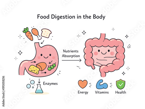 Food digestion in the body. An editorial-style composition showing stomach and intestines as friendly simplified shapes processing nutrients.