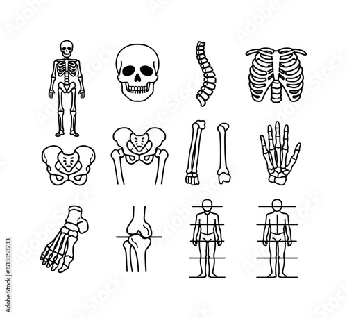 Human Skeleton Study. Line icon set of Human Skeleton Study: full body skeleton, skull front view, spine curvature, rib cage front, pelvis