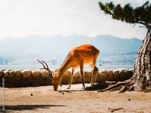 deer on the beach